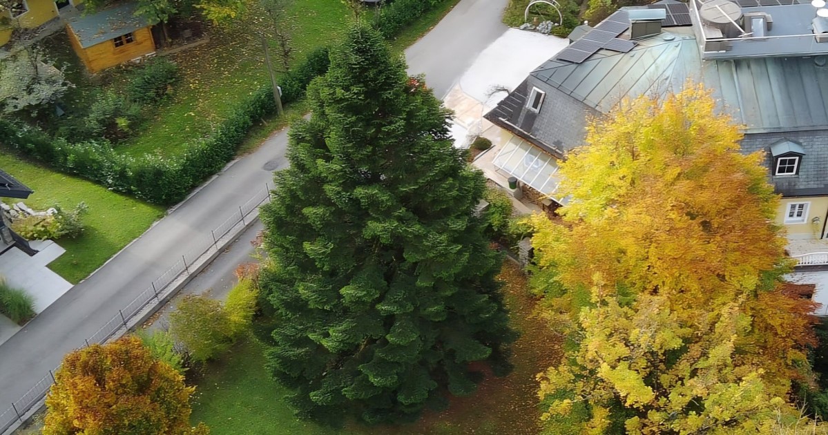 Christbaum vom Salzburger Christkindlmarkt aus St. Jakob - Quelle: christkindlmarkt.co.at